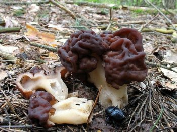 Строчки грибы: фото и описание, виды, как готовить