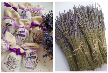 Lavandula
