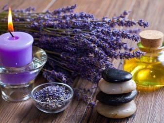 Lavandula