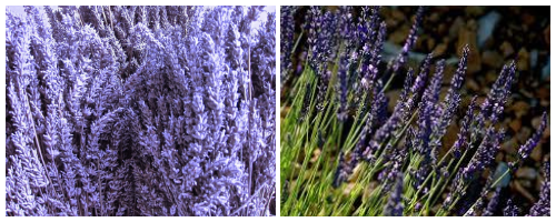 Lavandula x burnatti clone redovan