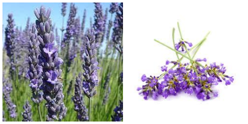 Lavandula Abrial
