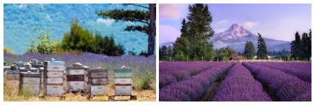 Lavandula