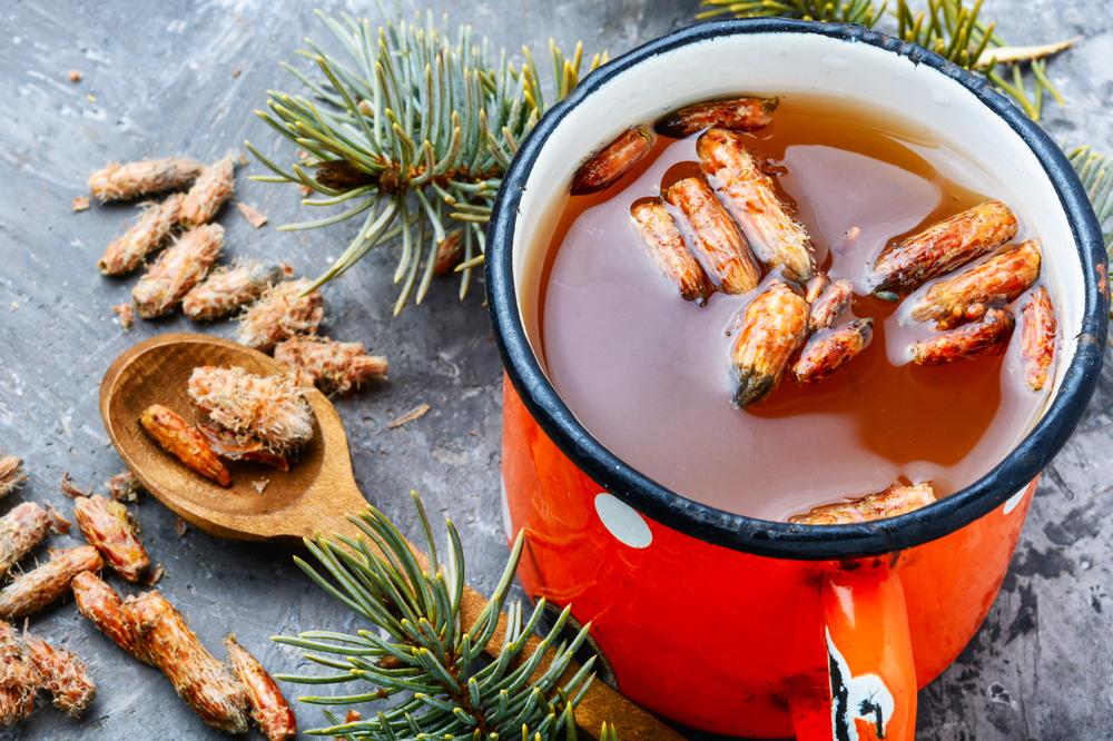 Чай с сосновыми почками