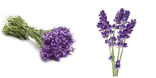 Lavandula hybrida grosso