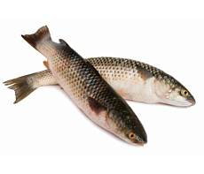 фотография Рыба