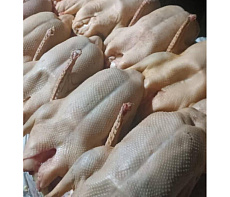 фотография Гусь