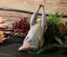 фотография Фазан 