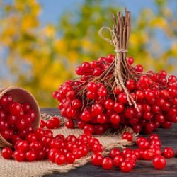 Калина от кашля