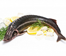 фотография Рыба