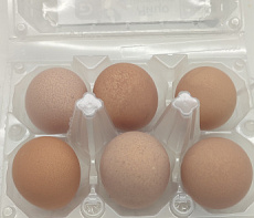 фотография Птица