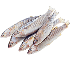 фотография Рыба