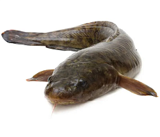 фотография Налим свежемороженый