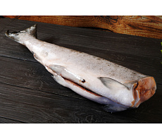 фотография Рыба