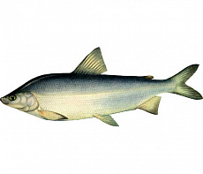 фотография Рыба