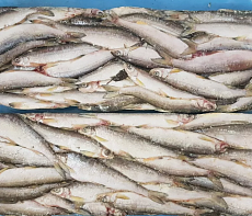 фотография Ряпушка замороженная не потрошёная