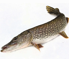 фотография Рыба