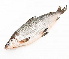 фотография Омуль свежемороженый