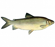 фотография Чир свежемороженый 3-4 кг