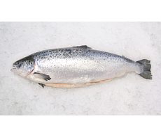 фотография Сёмга свежемороженая потрошеная 