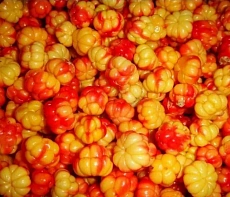 фотография Дикоросы