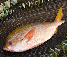 фотография Рыба