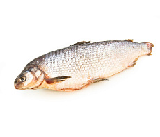 фотография Чир свежемороженый 1,5-2 кг