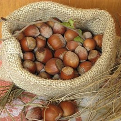 Чем полезен фундук для организма человека