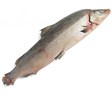 фотография Муксун свежемороженый (2,5-3кг кг)