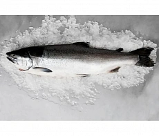 фотография Рыба