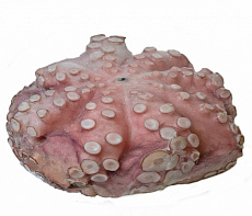 фотография Морепродукты