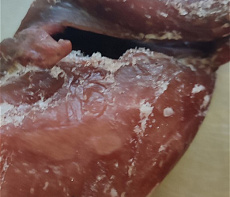 фотография Рябчик