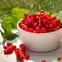 Красная смородина: польза и вред для здоровья