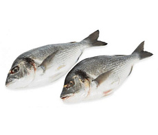 фотография Рыба