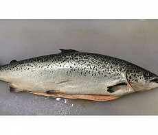 фотография Сёмга свежемороженая потрошеная 