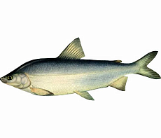 фотография Муксун свежемороженый (1,5-2 кг)