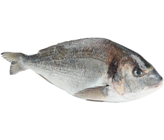 фотография Рыба